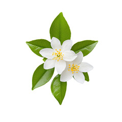 Fototapeta premium Delicate White Jasmine Flowers with Bright Green Leaves on Isolated Background