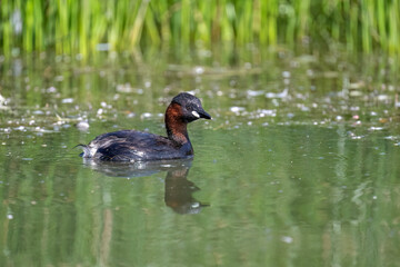 Little grebe swimming on a pond