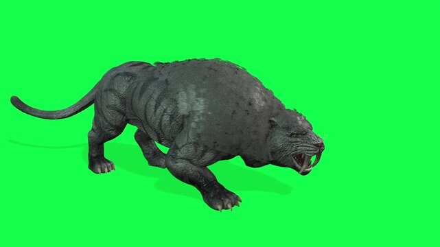Ferocious Saber-Toothed Cat Growls and Sniffs on a Green Screen for Prehistoric VFX