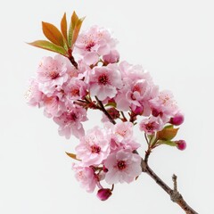 Delicate pink cherry blossoms branch spring floral beauty close-up nature