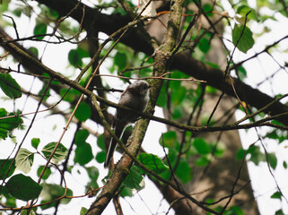 Long-tailed tit on the branch
