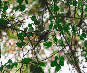 Long-tailed tit on the branch