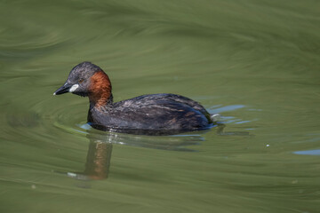 Little grebe swimming on a pond