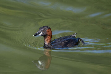 Little grebe swimming on a pond