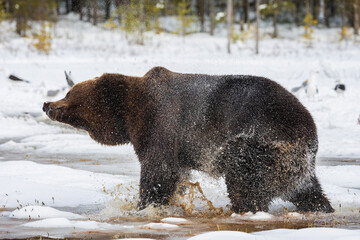 wet bear - Finnish Lapland