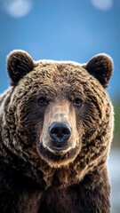 Fototapeta premium Grizzly bear close-up