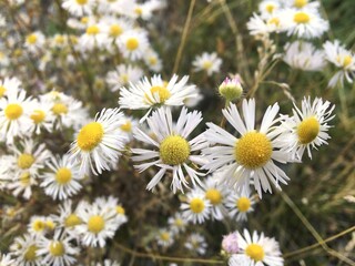 Field of daisies. Chamomile flowers in nature