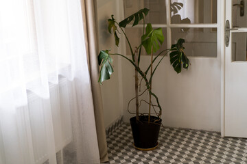 Monstera in the interior. Houseplant in the living room.