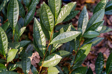 Close-up of tea leaves on a tea plantation. Tea plantation in Mukachevo