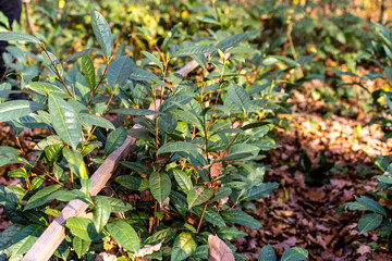 Close-up of tea leaves on a tea plantation in the forest. Tea plantation in Mukachevo