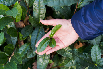 Fresh tea leaves in hand over tea bush on plantation.
