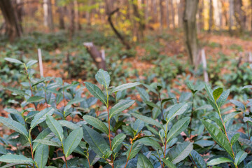 Close-up of tea leaves on a tea plantation in the forest. Tea plantation in Mukachevo
