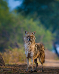 Golden Jackal in its natural habitat at Keoladeo Ghana National Park, Bharatpur. A sharp wildlife portrait with intense eyes, perfect for nature and conservation themes.	