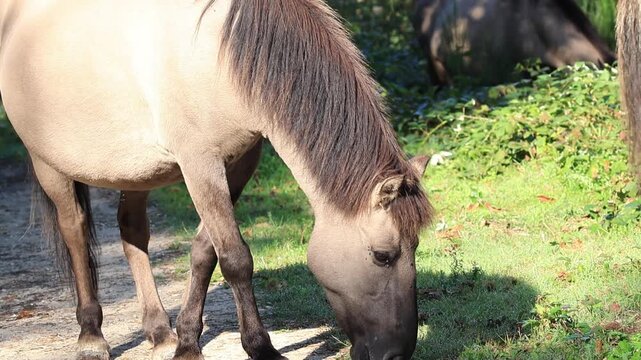 Konik horses eat grass at the edge of the forest, Equus ferus caballus, wild Konik ponies graze along a forest path, wild gray-brown horses with brown eyes at the edge of the forest