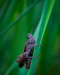 Detailed macro shot of a grasshopper blending into its dry, earthy surroundings with autumn leaves and rocks. Captured in warm natural light, this image is ideal for themes related to wildlife