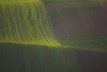 Field with emerging grain and seeder tracks in rolling light