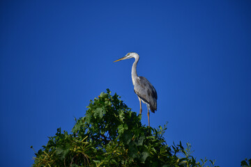 A majestic Grey Heron perches atop a lush green tree, its elegant silhouette contrasting beautifully against the clear, vibrant blue sky, observing its surroundings calmly.