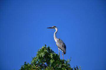 A majestic Grey Heron perches atop a lush green tree, its elegant silhouette contrasting beautifully against the clear, vibrant blue sky, observing its surroundings calmly.