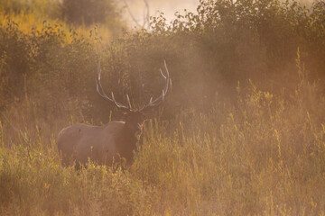 Bull Elk in Grand Teton National Park Wyoming in Autumn