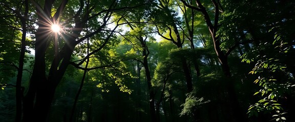 Fototapeta premium Deep, shadowy forest with dappled sunlight filtering through dense canopy, outdoor, peaceful