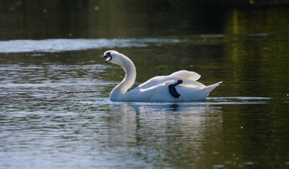 Schwan aud dem Wasser in Aktion.