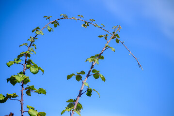 An Arching Bramble Branch Against a Blue Sky The Concept of a Natural Geometry