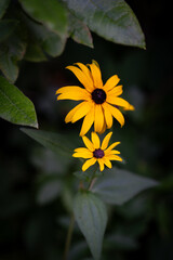 Blume 