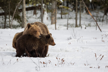 mother bear and her cub