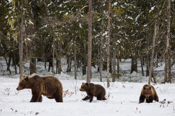 mother and little ones