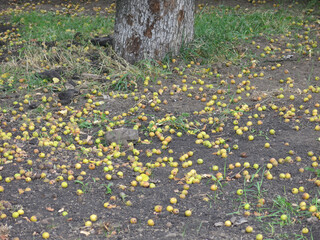 Fallen yellow ranetka apples on the ground