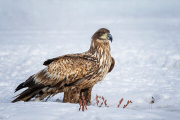 white tailed eagles