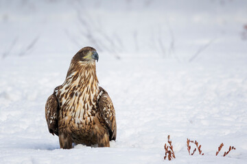 white tailed eagles in the snow