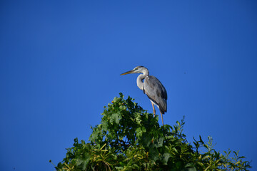 A majestic Grey Heron perches atop a lush green tree, its elegant silhouette contrasting beautifully against the clear, vibrant blue sky, observing its surroundings calmly.