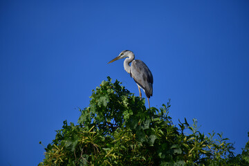 A majestic Grey Heron perches atop a lush green tree, its elegant silhouette contrasting beautifully against the clear, vibrant blue sky, observing its surroundings calmly.