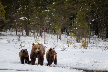 mother bear and her cubs