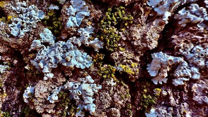 lichen encrusted bark texture with pale crustose growths and green moss clusters on rugged tree...
