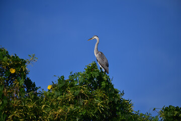 A majestic Grey Heron perches atop a lush green tree, its elegant silhouette contrasting beautifully against the clear, vibrant blue sky, observing its surroundings calmly.