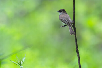 Eastern phoebe perched on a branch.
