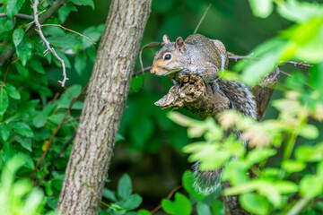 Fototapeta premium Grey squirrel perched in a tree.