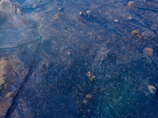 An Abstract Top Down View of a Burned Forest The Concept of a Devastation