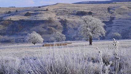 Frosted trees and grass on the hillside in winter with rime ice.