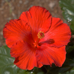 Beautiful  hybrid Hibiscus rosa-sinensis aka Chinese hibiscus