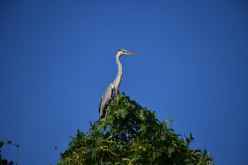 A majestic Grey Heron perches atop a lush green tree, its elegant silhouette contrasting beautifully against the clear, vibrant blue sky, observing its surroundings calmly.