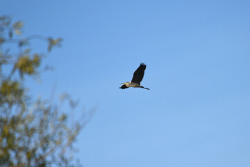 Great Blue Heron Ardea herodias a large bird of the heron family flies in the blue sky Fauna and nature