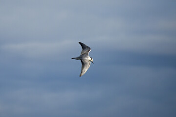 White-cheeked Marsh Tern Chlidonias hybrida a bird from the gull family flies in the blue sky fauna nature