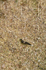 The Green Warbler Hippolais icterina is a species of bird in the warbler family, a small bird in the wild
