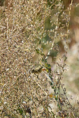 The Green Warbler Hippolais icterina is a species of bird in the warbler family, a small bird in the wild
