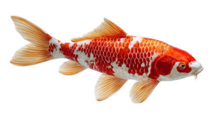 Beautifully patterned orange and white koi fish swimming gracefully against a stark black background