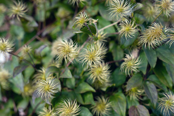 Clematis seed head, fluffy cluster, feathery seed, green leaves and climbing vine create a botanical texture overhead view in the garden