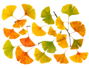 Branches with autumn ginkgo leaves in various shades of yellow, orange, and green is